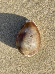 Lyncina vitellus