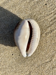 Lyncina vitellus
