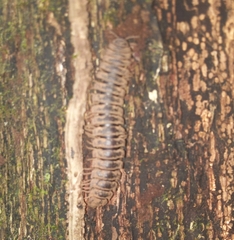 Nyssodesmus python