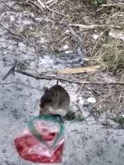 Peromyscus polionotus ammobates