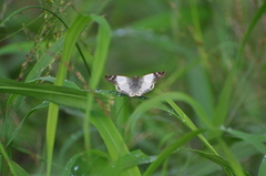 Heliopetes laviana