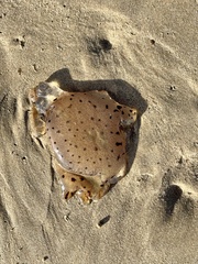 Desmonema gaudichaudi