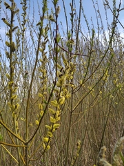Salix viminalis