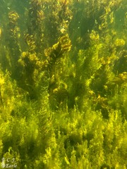 Potamogeton richardsonii