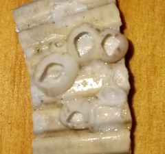 Amphibalanus venustus