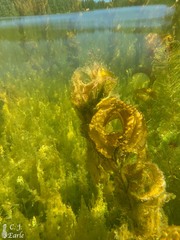 Potamogeton richardsonii