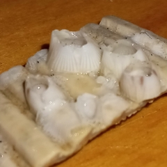 Amphibalanus venustus