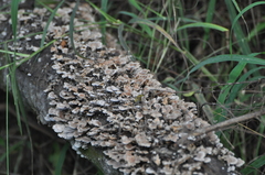 Schizophyllum