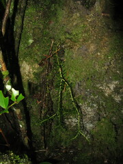Phlegmariurus