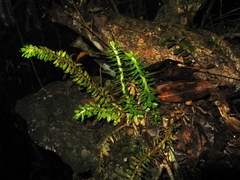 Phlegmariurus