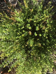 Hypericum tenuifolium