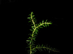 Phlegmariurus