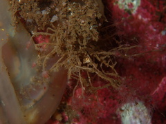 Ectopleura crocea
