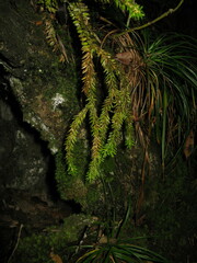 Phlegmariurus