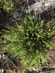 Hypericum tenuifolium