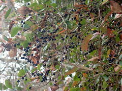 Vaccinium arboreum
