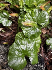 Gunnera magellanica