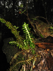 Phlegmariurus