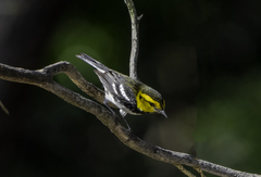 Setophaga chrysoparia