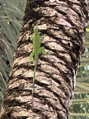 Iguana iguana