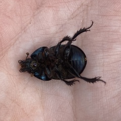 Geotrupes blackburnii