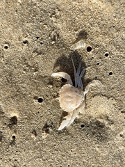 Ovalipes australiensis