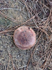 Tricholoma fracticum