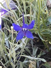 Delphinium nuttallianum