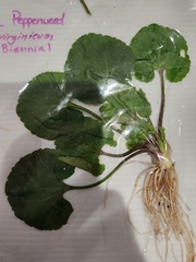 Ranunculus abortivus