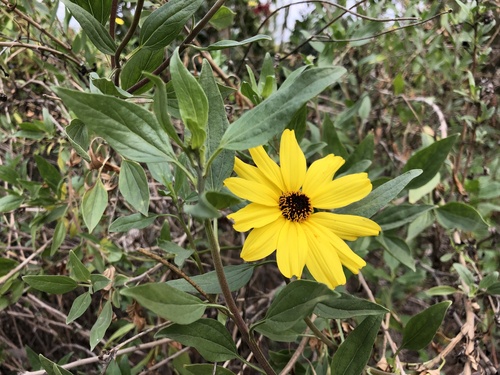 iNaturalist observation photo of California brittlebush