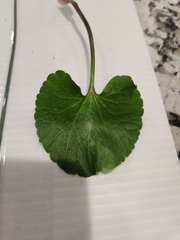 Ranunculus abortivus