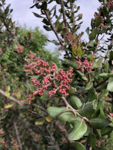 iNaturalist observation photo of lemonade berry