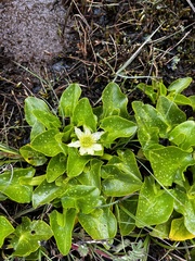 Caltha sagittata