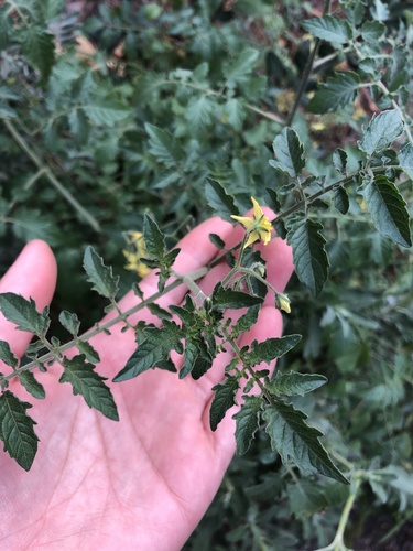 iNaturalist observation photo of tomato