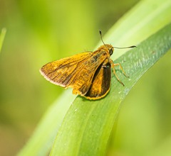 Parnara amalia