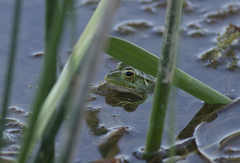 Pelophylax saharicus