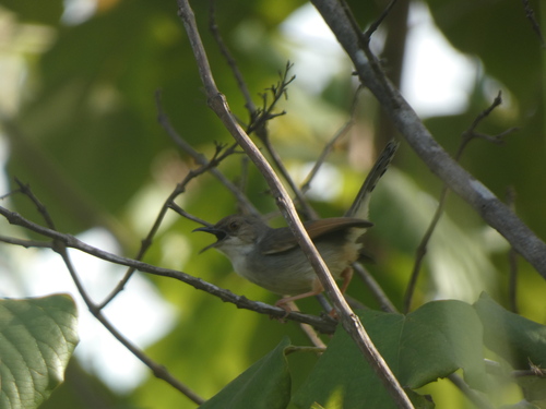 Whistling Cisticola (Cisticola lateralis), photo 3