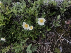 Dryas hookeriana