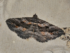 Chrysolarentia severata