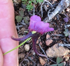 Diascia tanyceras