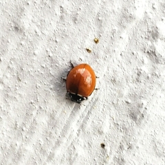 Cycloneda emarginata