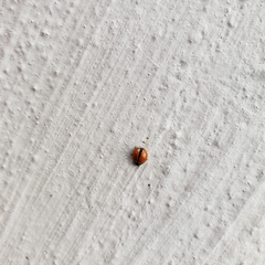 Cycloneda emarginata