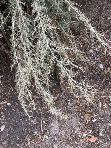 iNaturalist observation photo of California sagebrush