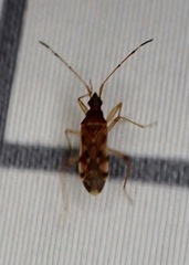 Ozophora picturata