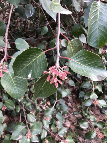 iNaturalist observation photo of sugar bush