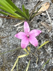 Elythranthera emarginata