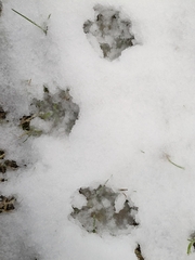 Didelphis virginiana