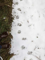 Didelphis virginiana