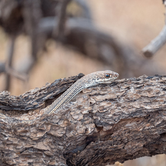 Masticophis taeniatus