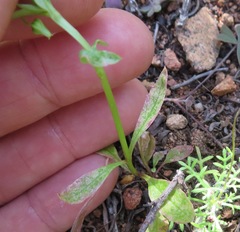 Diascia tanyceras